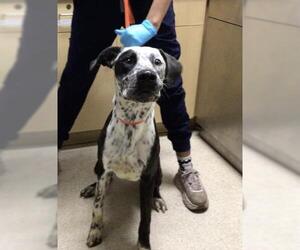 Pointer-Unknown Mix Dogs for adoption in Riverside, CA, USA