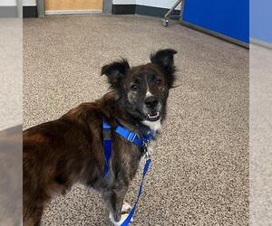 Collie Dogs for adoption in Boston, MA, USA