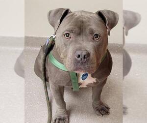 Staffordshire Bull Terrier Dogs for adoption in Pittsburgh, PA, USA