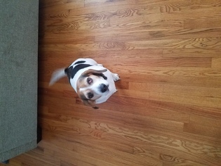 Medium Photo #1 Beagle Puppy For Sale in Boise, ID, USA