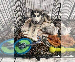 Siberian Husky-Unknown Mix Dogs for adoption in Carrollton, TX, USA