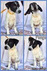 Border-Aussie Dogs for adoption in Mesa, AZ, USA