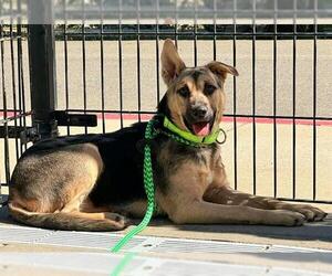German Shepherd Dog-Unknown Mix Dogs for adoption in Sacramento, CA, USA