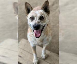 Mutt Dogs for adoption in Riverside, CA, USA