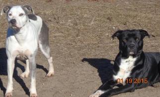 American Bulldog-Unknown Mix Dogs for adoption in Glenwood, GA, USA