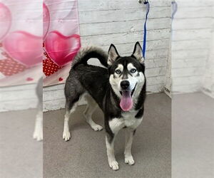 Siberian Husky Dogs for adoption in San Bernardino, CA, USA