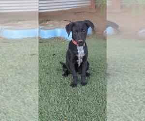 Borador Dogs for adoption in El Cajon, CA, USA