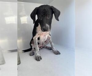 German Shorthaired Pointer-Pointer Mix Dogs for adoption in Houston, TX, USA