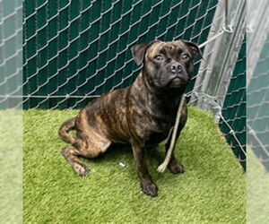 American Pit Bull Terrier Dogs for adoption in Downey, CA, USA