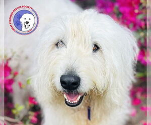 Great Pyrenees Dogs for adoption in Spring, TX, USA