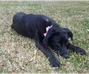 Sheprador Dogs for adoption in Grovertown, IN, USA