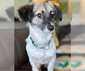 Jack-Rat Terrier Dogs for adoption in Valrico, FL, USA