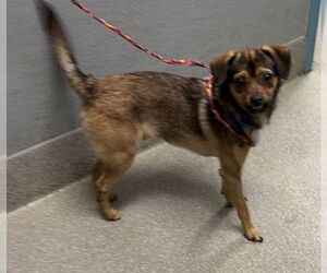 Chihuahua-Unknown Mix Dogs for adoption in Las Vegas, NV, USA