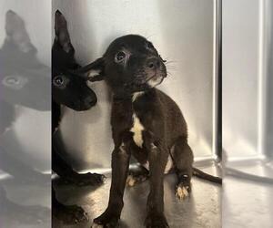 American Pit Bull Terrier-German Shepherd Dog Mix Dogs for adoption in Tallahassee, FL, USA