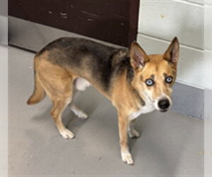Gerberian Shepsky Dogs for adoption in Corpus Christi, TX, USA