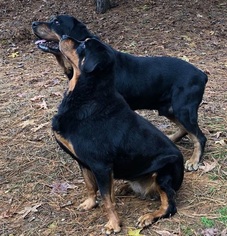 Rottweiler Dogs for adoption in Attalka, AL, USA