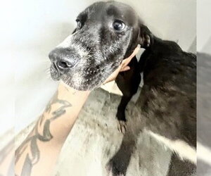 Labrador Retriever Dogs for adoption in Houston, TX, USA