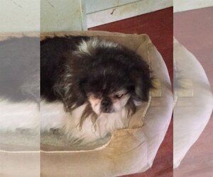 Shih Tzu Dogs for adoption in Oakdale, TN, USA