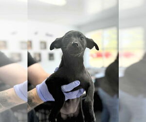 Dachshund-Unknown Mix Dogs for adoption in Arlington, WA, USA