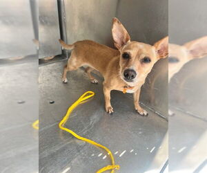 Chihuahua-Unknown Mix Dogs for adoption in Pasadena, TX, USA
