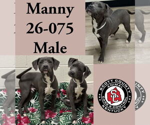 Labrador Retriever-Unknown Mix Dogs for adoption in Georgetown, KY, USA