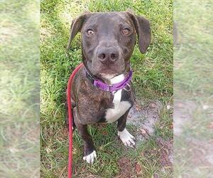 American Staffordshire Terrier Dogs for adoption in Fort Lauderdale, FL, USA