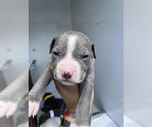 American Pit Bull Terrier-Unknown Mix Dogs for adoption in Houston, TX, USA