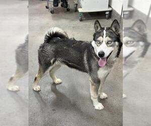 Siberian Husky Dogs for adoption in Forestville, MD, USA