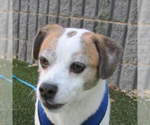Jack Russell Terrier Dogs for adoption in Pleasanton, CA, USA
