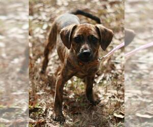 Chiweenie Dogs for adoption in Attalka, AL, USA