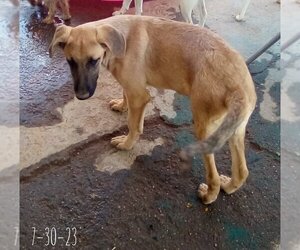 Mutt Dogs for adoption in Apple Valley, CA, USA