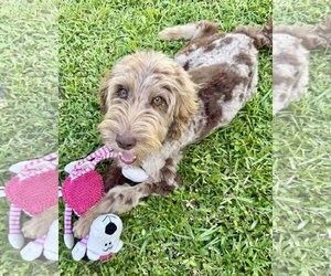 Labrador Retriever Dogs for adoption in Boca Raton, FL, USA