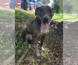 Mountain Cur-Unknown Mix Dogs for adoption in Attalka, AL, USA
