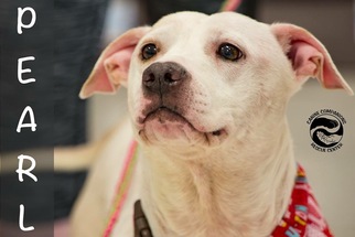 Staffordshire Bull Terrier Dogs for adoption in Clarkston, MI, USA