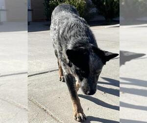Texas Heeler Dogs for adoption in HESPERIA, CA, USA