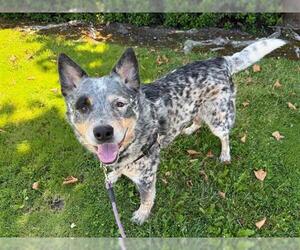 Mutt Dogs for adoption in Santa Rosa, CA, USA