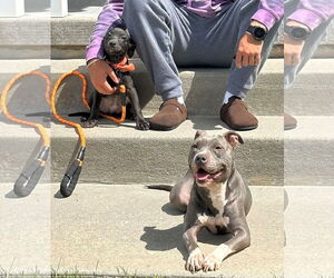 Mutt Dogs for adoption in Mount Laurel, NJ, USA