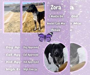 Labrador Retriever-Unknown Mix Dogs for adoption in Jacksonville, NC, USA