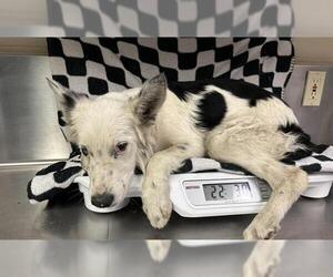 Border Collie Dogs for adoption in HESPERIA, CA, USA