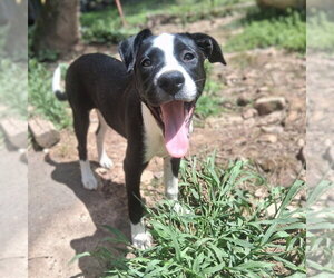 Mutt Dogs for adoption in Vail, AZ, USA