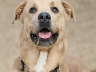 Golden Labrador Dogs for adoption in Lacombe, LA, USA