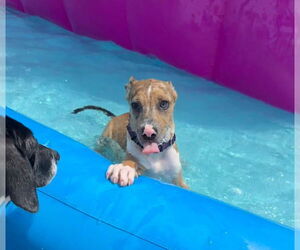 Labrador Retriever-Unknown Mix Dogs for adoption in New London, WI, USA