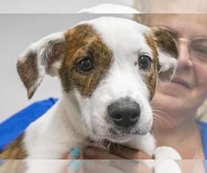 Labrador Retriever-Plott Hound Mix Dogs for adoption in Mountain Home, AR, USA