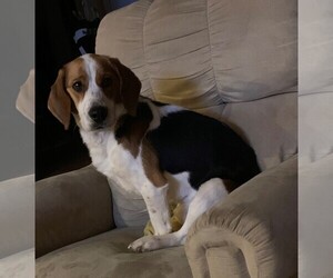 Beagle Dogs for adoption in Des Moines, IA, USA
