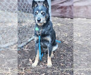 Medium Photo #1 Mutt Puppy For Sale in Paso Robles, CA, USA