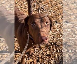 Catahoula Leopard Dog-Labrador Retriever Mix Dogs for adoption in South Lake Tahoe, CA, USA