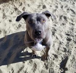 American Staffordshire Terrier-Unknown Mix Dogs for adoption in La Quinta, CA, USA