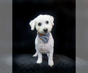 Bichon Frise Dogs for adoption in Hot Springs Village, AR, USA