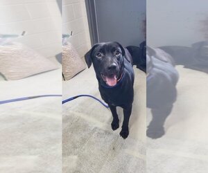 Affenpinscher-Unknown Mix Dogs for adoption in Camden, TN, USA