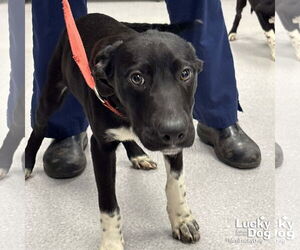 Beagle-Pointer Mix Dogs for adoption in Washington, DC, USA